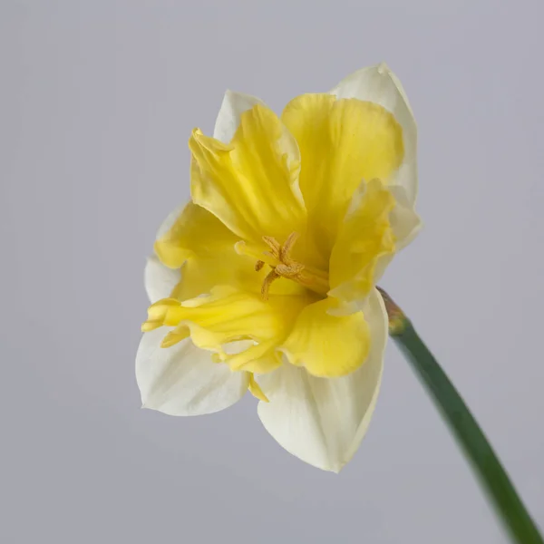 Fleur Jonquille Avec Centre Jaune Vif Isolé Sur Fond Gris — Photo