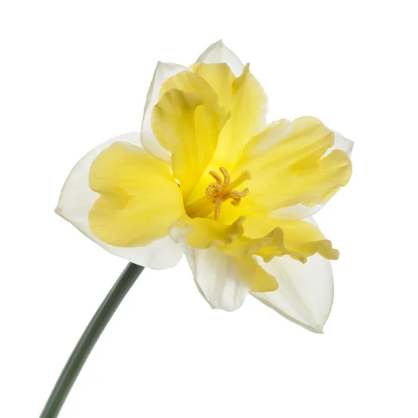 Flor Narciso Con Centro Amarillo Brillante Aislado Sobre Fondo Blanco — Foto de Stock