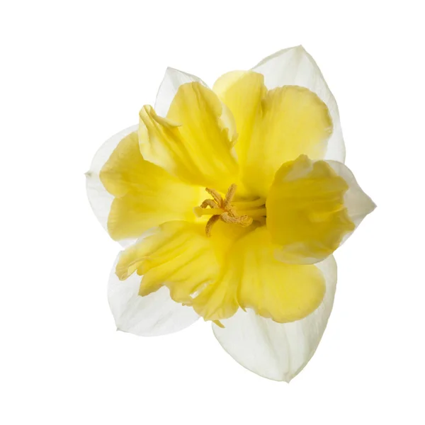 Daffodil Flower Bright Yellow Center Isolated White Background — Stock Photo, Image