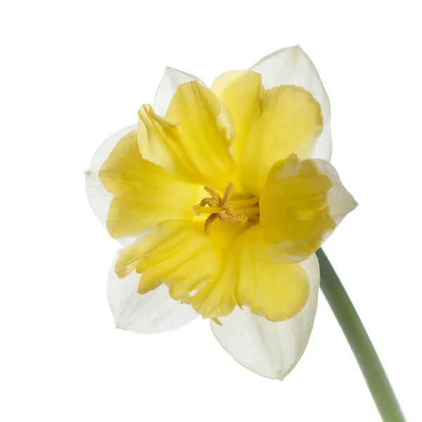 Parlak Sarı Merkezli Nergis Çiçeği Beyaz Arkaplanda Izole Edilmiş — Stok fotoğraf