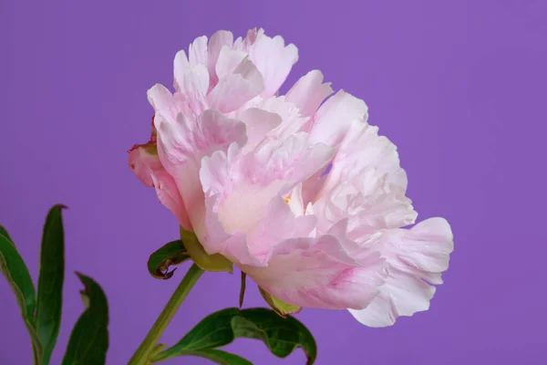 Gently pink peony flower isolated on purple background.
