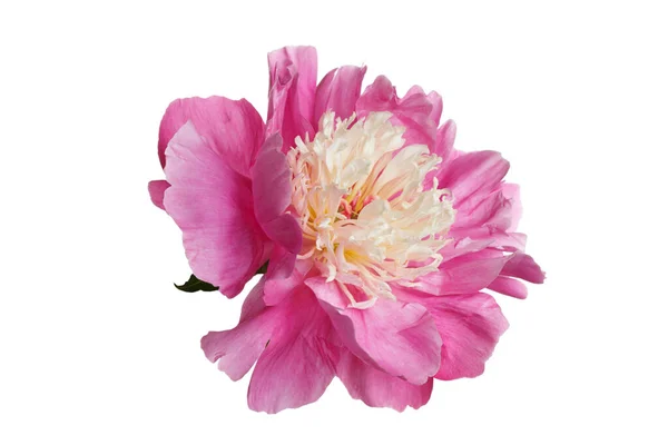 Pink Peony Flower Isolated White Background — Stock Photo, Image