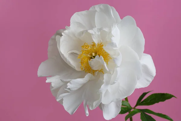 Anbud Vit Pion Blomma Isolerad Rosa Bakgrund — Stockfoto