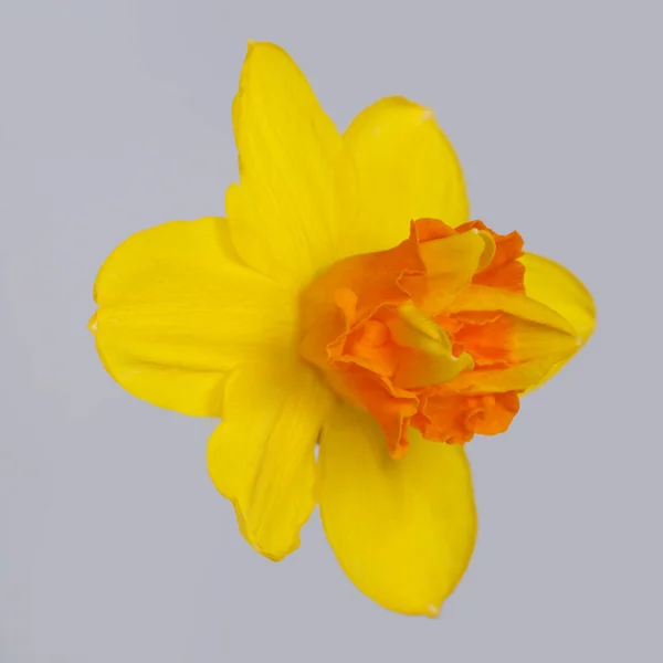 Flor Narciso Amarillo Naranja Brillante Aislada Sobre Fondo Gris — Foto de Stock