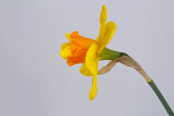 Jasně Žlutooranžový Narcis Květiny Izolované Šedém Pozadí — Stock fotografie
