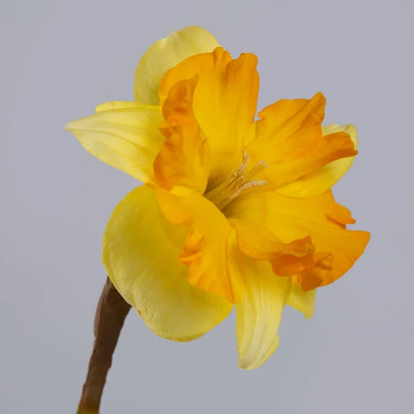 灰色の背景に孤立した明るい黄橙色のダフォジルの花 — ストック写真