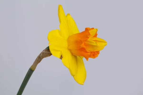 灰色の背景に孤立した明るい黄橙色のダフォジルの花 — ストック写真