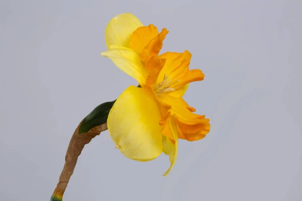Jasne Żółto Pomarańczowy Żonkil Kwiat Izolowany Szarym Tle — Zdjęcie stockowe
