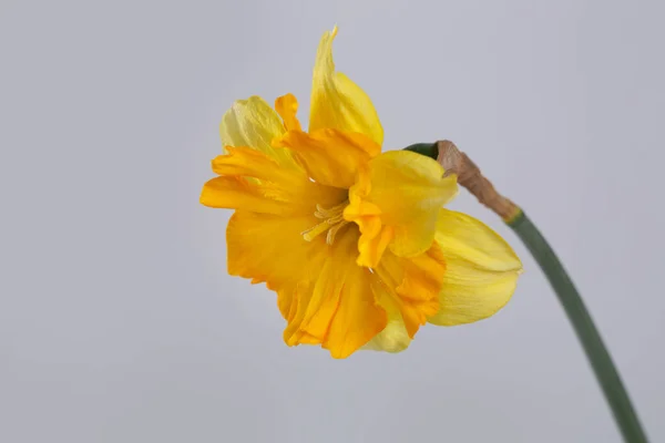 Flor Narciso Amarelo Laranja Brilhante Isolada Fundo Cinza — Fotografia de Stock