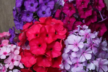 Parça parlak buket, çok renkli fenomen yakın plan..