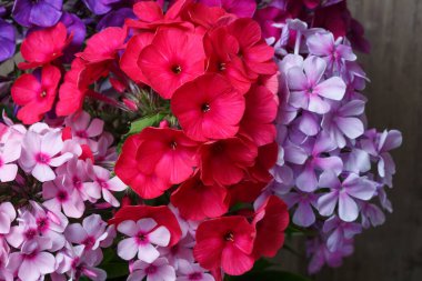 Parça parlak buket, çok renkli fenomen yakın plan..