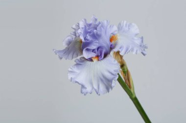 Mavi süsen çiçeği, gri bir arka planda izole edilmiş..
