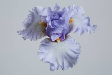 Mavi süsen çiçeği, gri bir arka planda izole edilmiş..