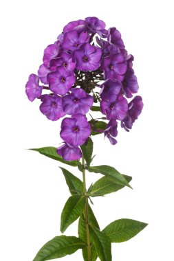 Mor phlox inflorescence beyaz arka planda izole.
