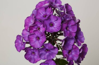 Gri bir arka planda mor bir phlox inflorescence parçası, çiçek duvar kağıdı, makro.