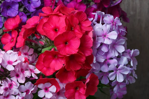 Fragment Helles Bouquet Von Mehrfarbigem Phlox Nahaufnahme — Stockfoto