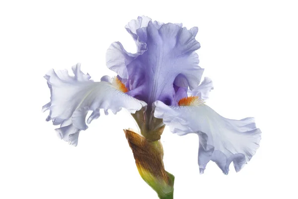 Blaue Irisblume Isoliert Auf Weißem Hintergrund — Stockfoto