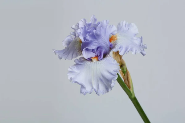 Kék Írisz Virág Elszigetelt Egy Szürke Háttér — Stock Fotó