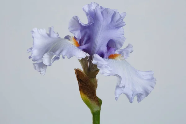 Blaue Irisblume Isoliert Auf Grauem Hintergrund — Stockfoto