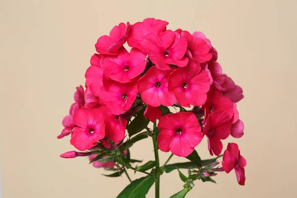 Leuchtend Rosa Phlox Blütenstände Isoliert Auf Beigem Hintergrund — Stockfoto