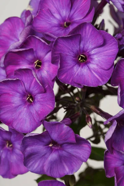 Frammento Infiorescenza Flox Viola Sfondo Grigio Carta Parati Floreale Macro — Foto Stock