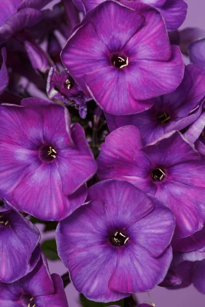 Fragmento Una Inflorescencia Púrpura Flox Sobre Fondo Lila Fondo Pantalla —  Fotos de Stock