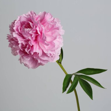 Gri arkaplanda izole edilmiş pembe şakayık çiçeği.