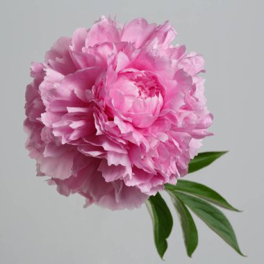 Gri arkaplanda izole edilmiş pembe şakayık çiçeği.