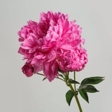 Gri arkaplanda bir tomurcuğa sahip pembe şakayık çiçeği..