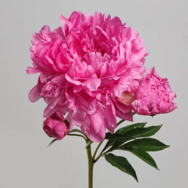 Gri arkaplanda bir tomurcuğa sahip pembe şakayık çiçeği..