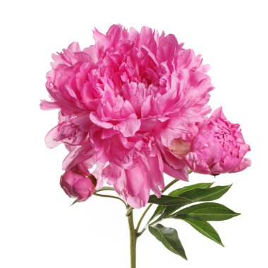 Beyaz arka planda izole edilmiş tomurcuklu pembe şakayık çiçeği..