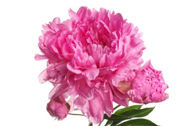 Beyaz arka planda izole edilmiş tomurcuklu pembe şakayık çiçeği..