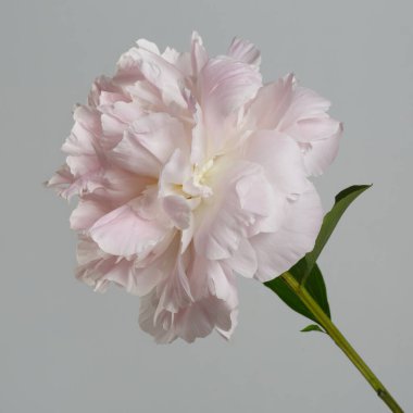 Gri arka planda izole edilmiş yumuşak pembe şakayık çiçeği.