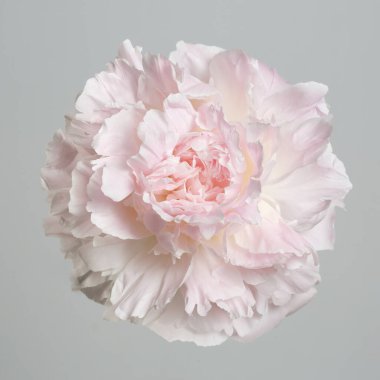 Gri arka planda izole edilmiş yumuşak pembe şakayık çiçeği.