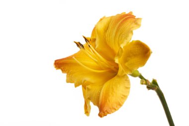 Beyaz arkaplanda izole edilmiş sarı günlük çiçek.