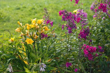 Açık bir yaz gününde çiçek açan bahçe..
