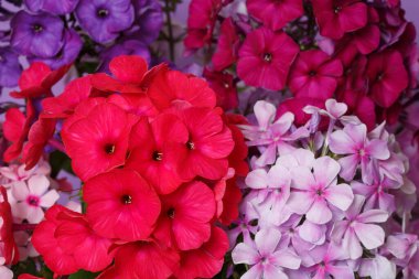 Parlak renkli bir fenomen buketinin çiçek kağıdı, makro..