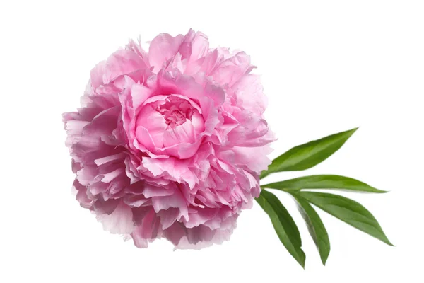 Rosa Pfingstrose Blume Isoliert Auf Weißem Hintergrund — Stockfoto