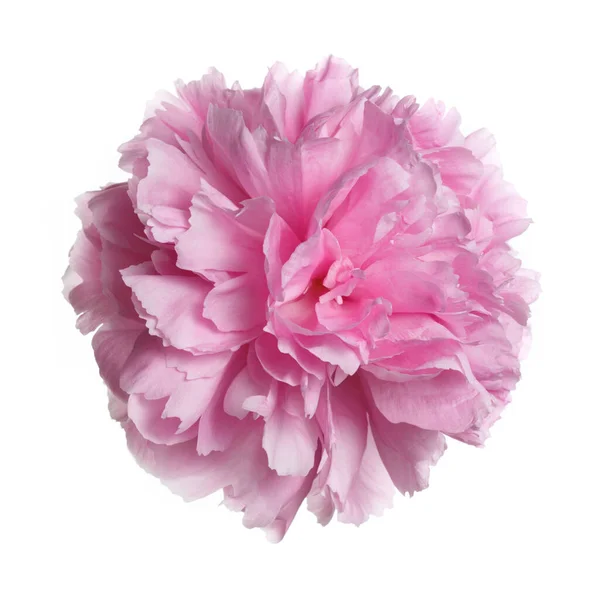 Fiore Peonia Rosa Isolato Sfondo Bianco — Foto Stock