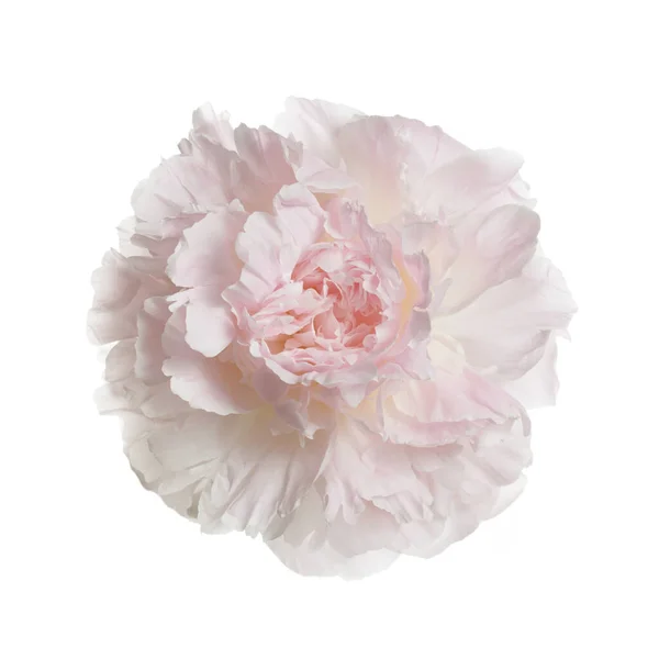 Fleur Pivoine Rose Douce Isolée Sur Fond Blanc — Photo