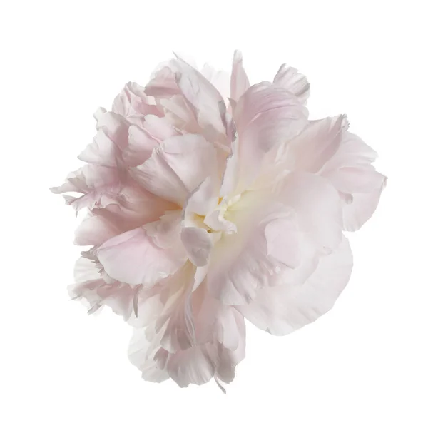Delikatnie Różowy Kwiat Piwonii Izolowany Białym Tle — Zdjęcie stockowe