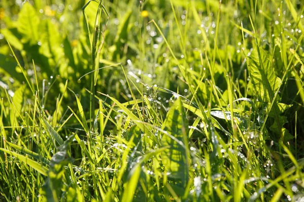 Young Green Grass Drops Dew Wallpaper — Stock Photo, Image