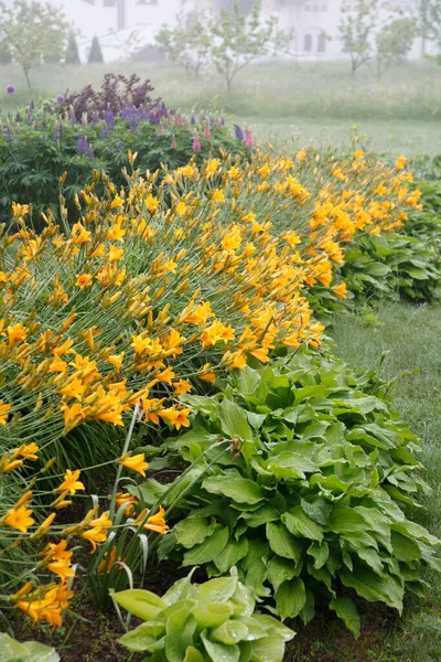 Gele Lelies Bloeien Tuin Een Mistige Zomerochtend — Stockfoto