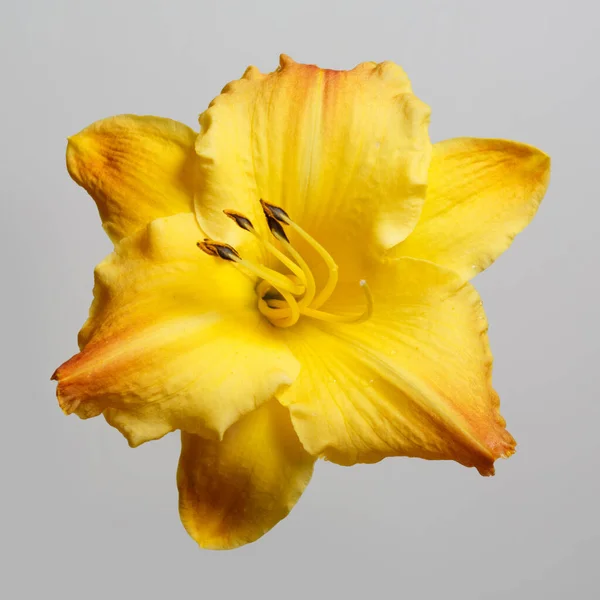 Flor Amarilla Diurna Aislada Sobre Fondo Gris — Foto de Stock