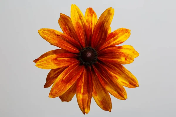 Leuchtend Orange Rudbeckia Blume Isoliert Auf Grauem Hintergrund — Stockfoto