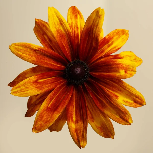Flor Rudbeckia Naranja Brillante Aislada Sobre Fondo Beige — Foto de Stock