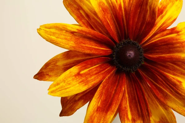 Fragment Fleur Rudbeckia Orange Vif Isolé Sur Fond Beige — Photo