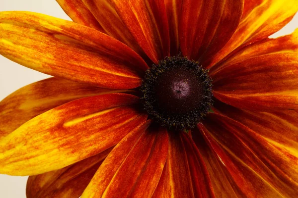 Fragment Fleur Rudbeckia Orange Vif Isolé Sur Fond Beige — Photo