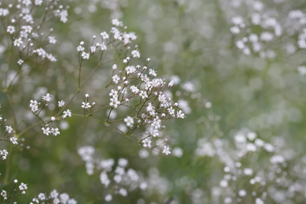 Floral Wallpaper Small Flowers Gypsophila — Stock Photo, Image