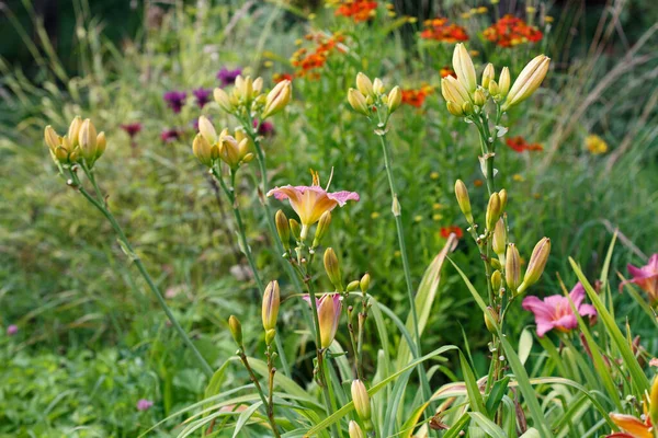 晴れた夏の日に庭を開花させる — ストック写真